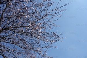 豊橋競輪前の桜UP