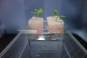 水耕栽培第二期 植替え1