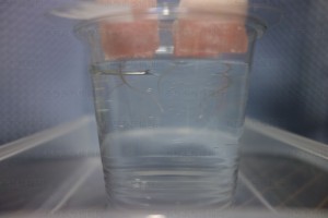 水耕栽培第二期 植替え2