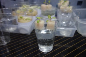 水耕栽培(第二期) 4/21