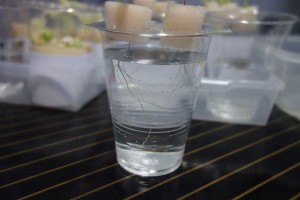 水耕栽培(第二期) 4/21根っこ