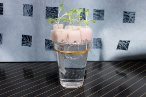 LED水耕栽培 発芽9日目