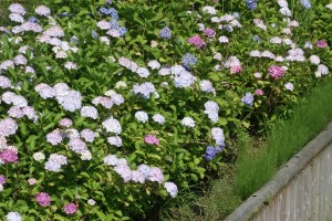 しょうぶまつり15