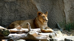 豊橋総合動植物公園 ライオン・メス (名前：オト)