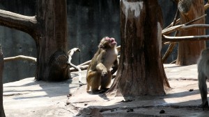 豊橋総合動植物公園 ニホンザル