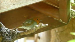 豊橋総合動植物公園 コマドリ
