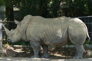 豊橋総合動植物公園 シロサイ・オス (名前：トム)