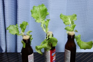 蛍光ペンによるピンク農法30日目-2