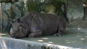 東山動植物園　インドサイのセラ