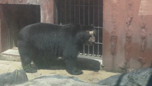 東山動植物園　メガネグマ？