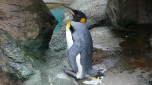 東山動植物園　オウサマペンギン