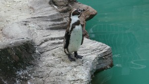 東山動植物園　フンボルトペンギン