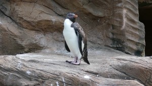 東山動植物園　イワトビペンギン