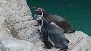 東山動植物園　フンボルトペンギン夫婦