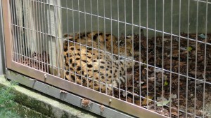 東山動植物園　サーバルキャットのヒメカ