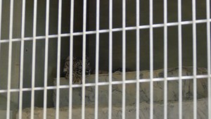 東山動植物園　ユキヒョウのユキチ