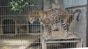 東山動植物園　ジャガーのアスカ