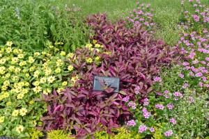 デンパーク アカバセンニチコウ