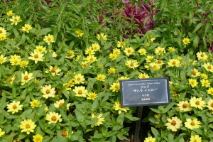 デンパーク ジニア ザハライエロー