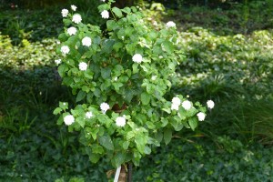 デンパーク ランダナホワイト