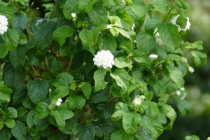 デンパーク ランダナホワイト アップ