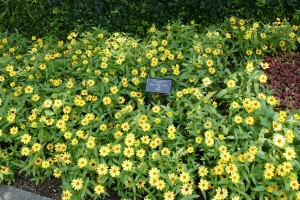 デンパーク ジニアプロフュージョンイエロー