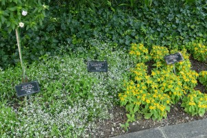 デンパーク ユーフォルビアとメランポジウム