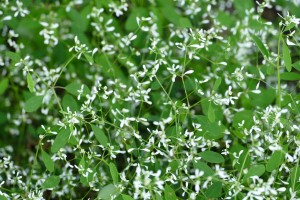 デンパーク ユーフォルビア ダイアモンドフロスト アップ