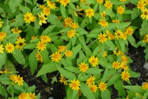 デンパーク メランポジウム ミリオンゴールドアップ