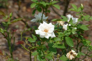 デンパーク バラ エーデルワイス