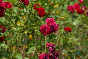 デンパーク バラ ロートケプヘン