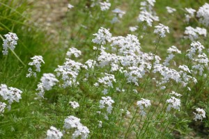 デンパーク 不明