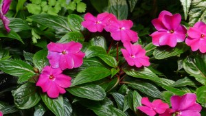 デンパーク ニューギニアインパチェンス