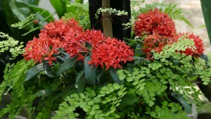 デンパーク サンタンカ