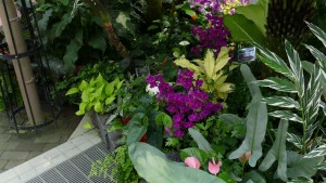 デンパーク 温室の草花