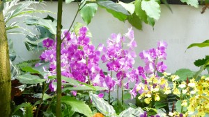 デンパーク ラン？