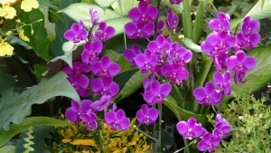 デンパーク ラン？