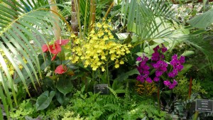 デンパーク オンシジウム アロハ・イワナガ