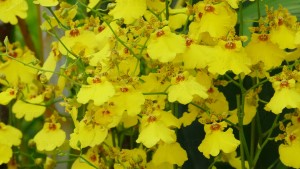 デンパーク オンシジウム アロハ・イワナガ アップ