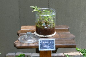 デンパーク 特別展示ミニチュアガーデン11