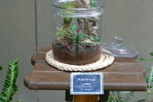 デンパーク 特別展示ミニチュアガーデン12