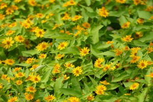 デンパーク アルテルナンテラ マウナケア アップ