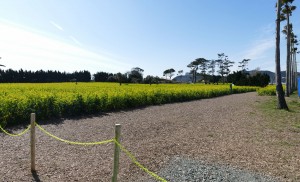 渥美半島菜の花まつり(1)