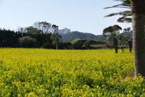 渥美半島菜の花まつり(2)