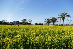 渥美半島菜の花まつり(3)