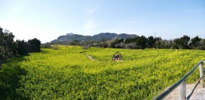 渥美半島菜の花まつり 高台2