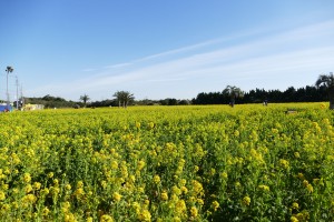 渥美半島菜の花まつり(4)