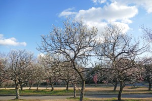 2016/02/17 向山梅林園 開花状況
