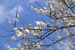 いなべ市農業公園 梅の花とつぼみ