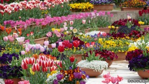 サンテパルクたはらチューリップフェア(3)